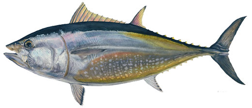 Bluefin Tuna