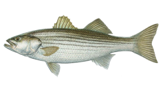 Striped Bass