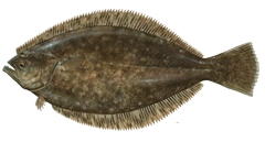 Summer Flounder