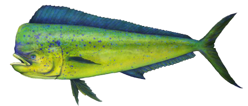 Mahi Mahi